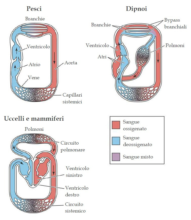 Circulatory systems of fish, lungfish and higher vertebrates.