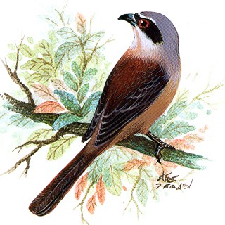 Brown Shrike (Lanius cristatus)