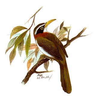 White-browed Scimitar-Babbler (Pomatorbinus schisticeps)