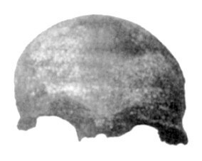 A photograph supposed to be of the Buenos Aires skull