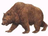 Ursus spelaeus - Cave bear