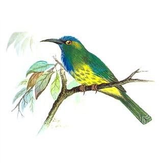 Blue-bearded Bee-eater (Nyctyornis athertoni)