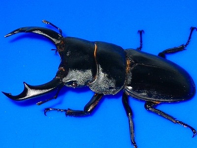 Dorcus Schenklingi