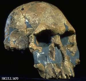 Skull 1470