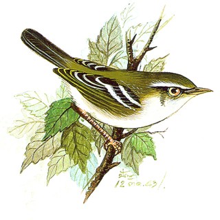 Inornate Warbler (Phylloscopus inornatus)