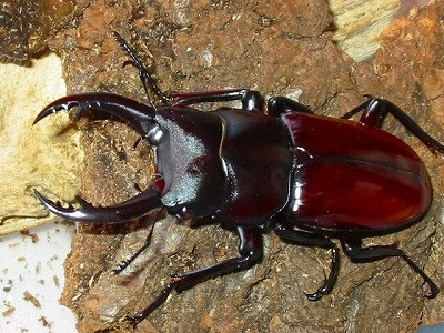 Dorcus Arrowi