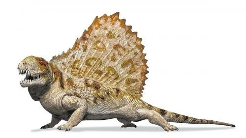 Dimetrodon