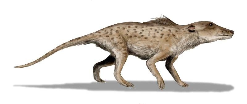 Reconstruction of Pakicetus, the first cetacean