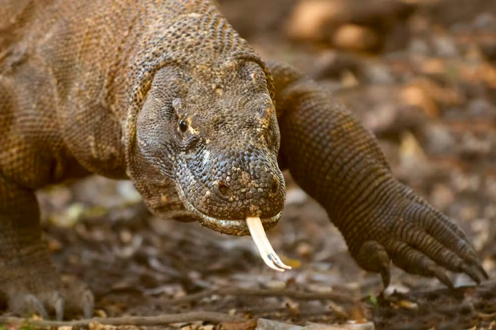 Komodo dragons and some other reptiles still have a pineal eye.Arturo de Frias Marques (Own work) vi