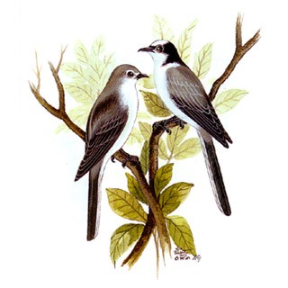 Ashy Minivet (Pericrocotus divaricatus)