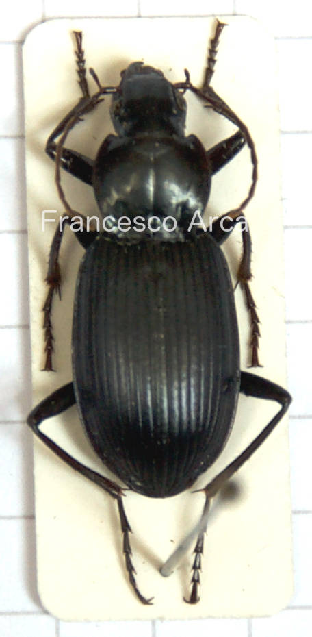 Sardinian Insects: Laemostenus algerinus