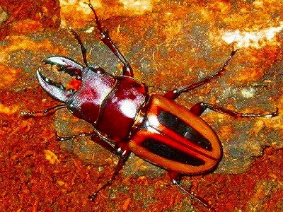 Prosopocoilus Lateralis