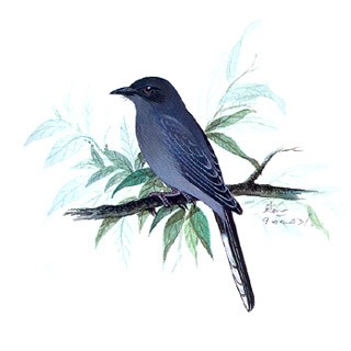 Indochinese Cuckoo-shrike (Coracina polioptera)