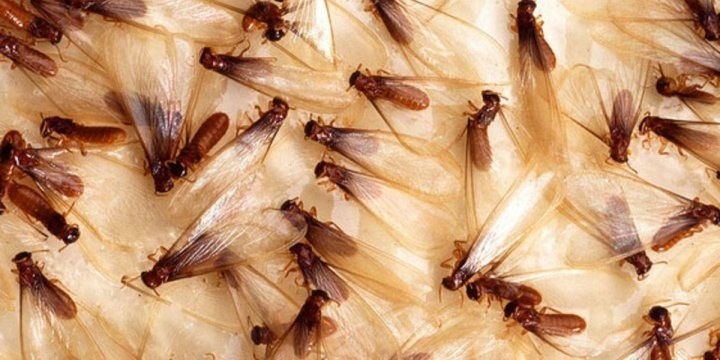 Flying termites