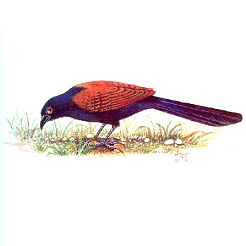 Greater Coucal (Centropus sinensis)