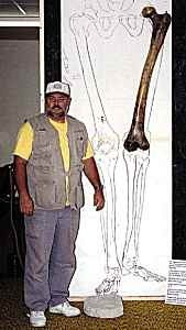 Gigantic femur on display at the Mount Blanco Fossil Museum in the United States.