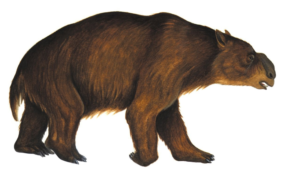 The Diprotodon was a unique type of giant Koala and was probably the main prey of the Marsupial Lion