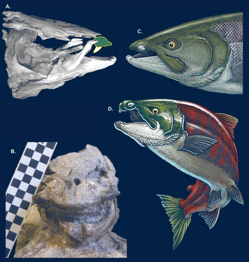 Oncorhynchus rastrosus: (A) CT model of the holotype; (B) holotype in anterior view of the skull, be