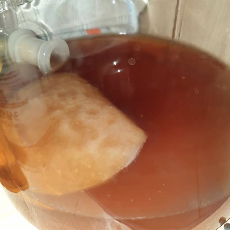 Kombucha update after 5 full days