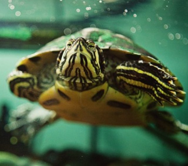 An aquatic turtle under water.