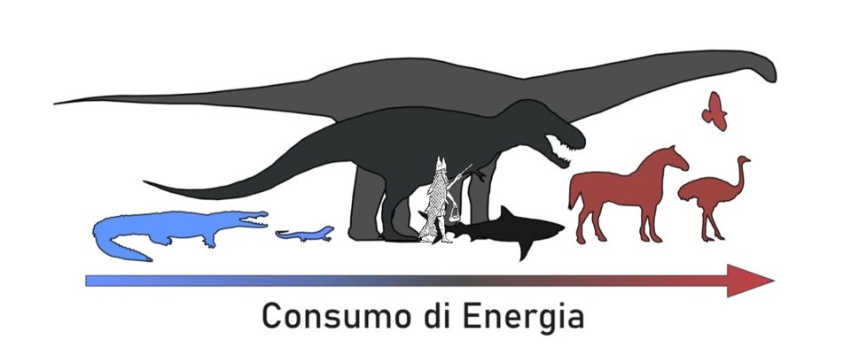 Ectothermic animals (in blue) consume much less energy than endothermic ones (in red), while mesothe