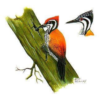 Common Flameback (Dinopium javanense)