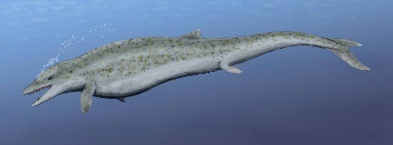 Reconstruction of Basilosaurus