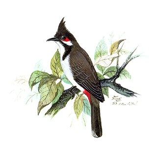 Red-whiskered Bulbul (Pycnonotus jocosus)