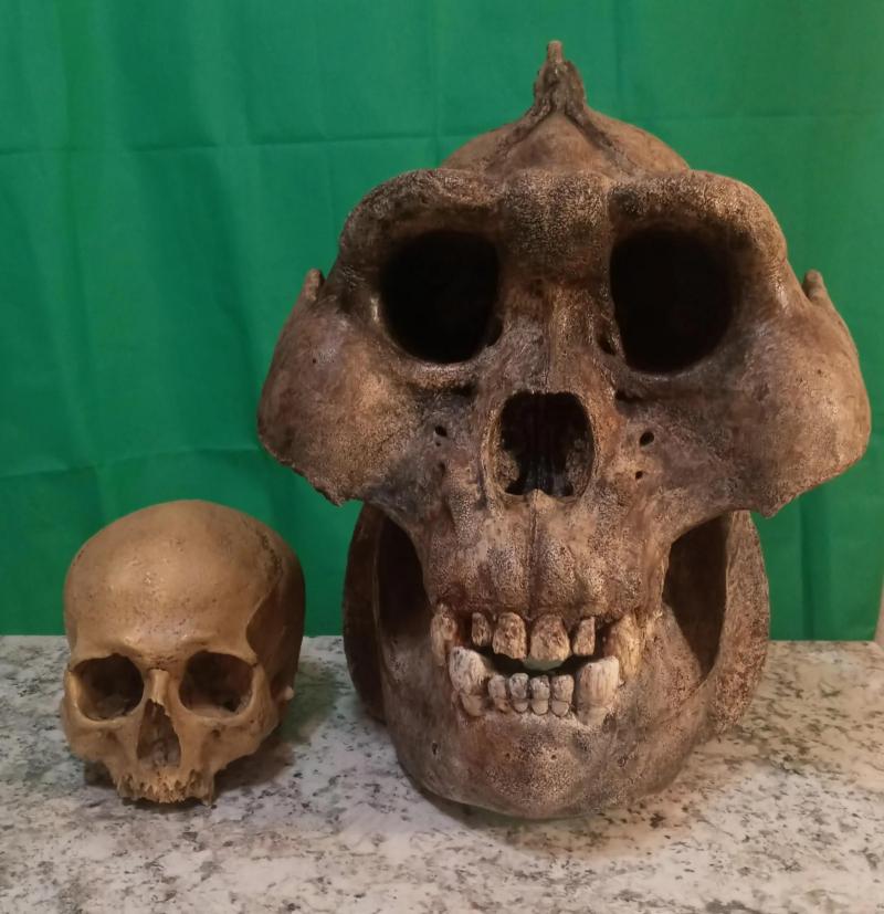 Human skull compared to that of a gigantopithecus.