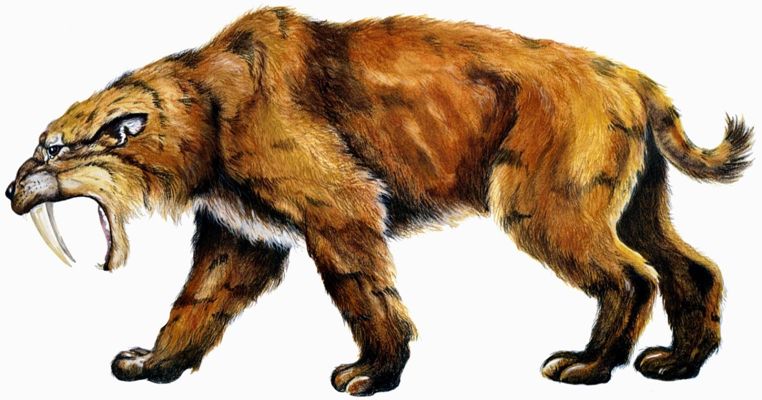 A Saber-toothed Tigers, known by the scientific term Smilodon. This animal, unrelated to modern cats