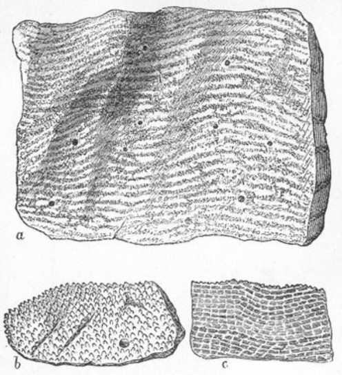 Examples of carbonate platforms