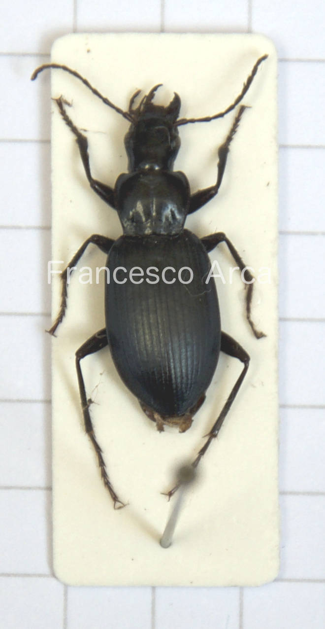 Sardinian Insects: Laemostenus algerinus or Laemostenus complanatus