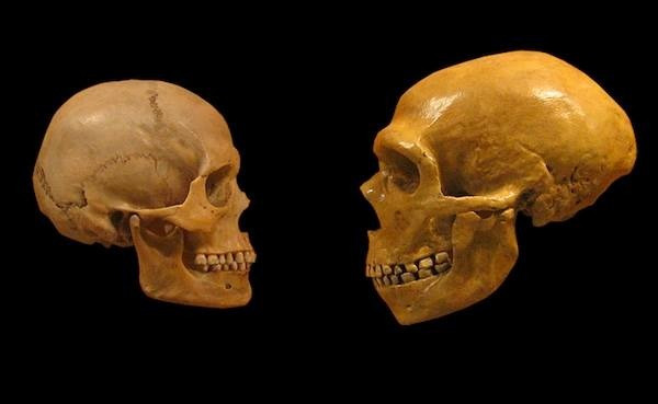 A Neanderthal skull dated 40 thousand years ago and a Cro-Magnon skull dated 35 thousand years ago f