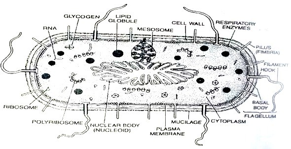 Prokaryotic cell