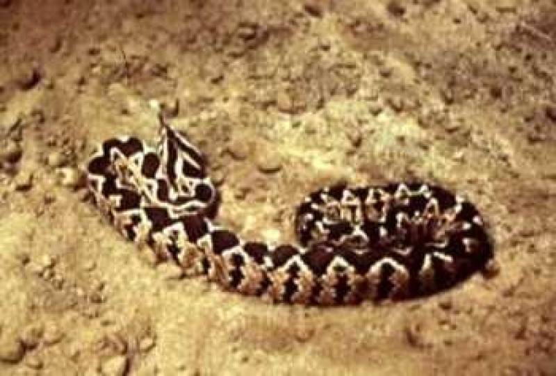 /* Palestinian viper */ /_ Vipera palaestinae _/