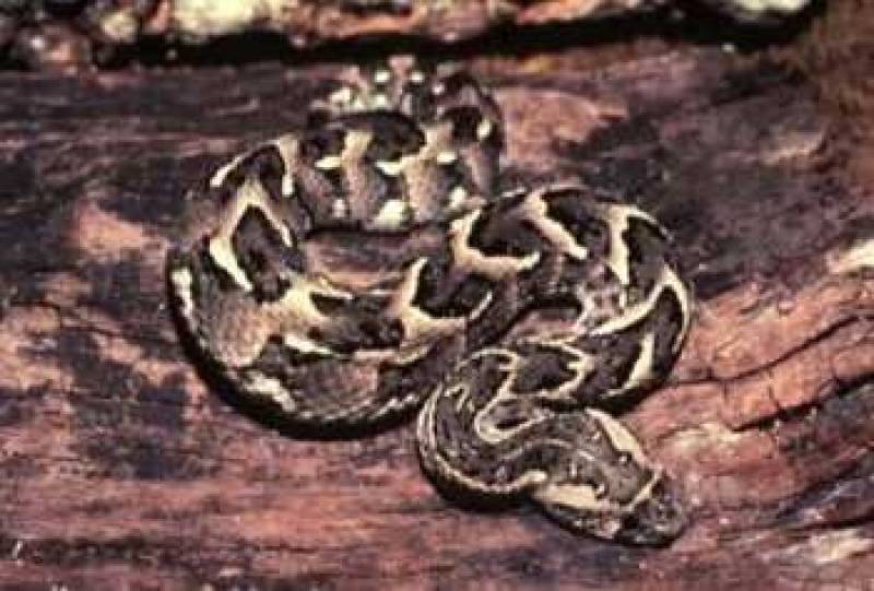 /* Puff adder */ /_ Bitis arietans _/