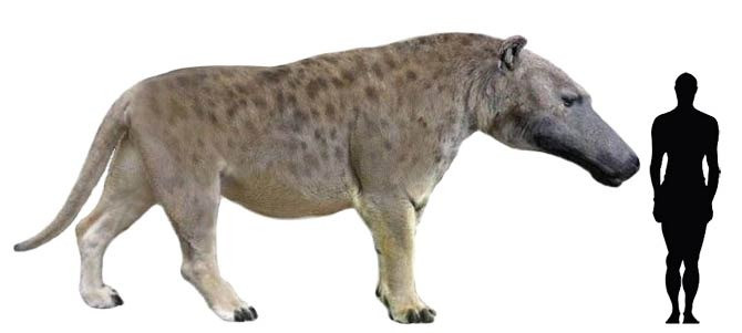 Andrewsarchus mongoliensis, which lived in the Gobi Desert 40 million years ago, was the largest ter