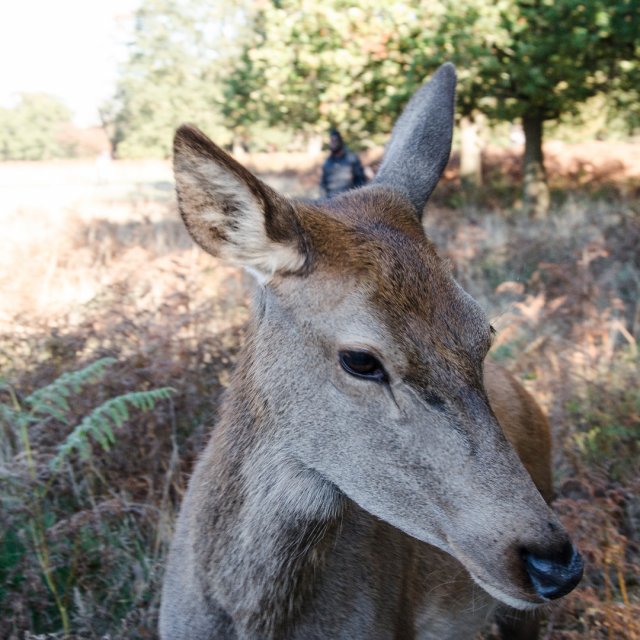 Gita super soddisfacente a Richmond Park per i cervi