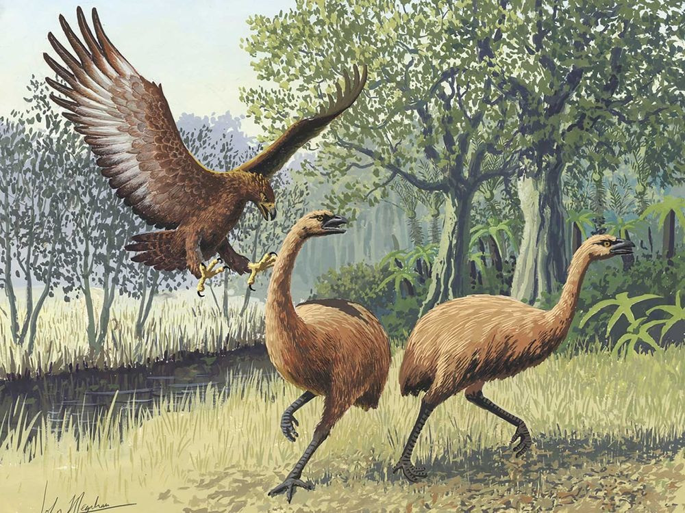 The Haast's Eagle was a real fighter plane in flesh and feathers, a predator of Moa.