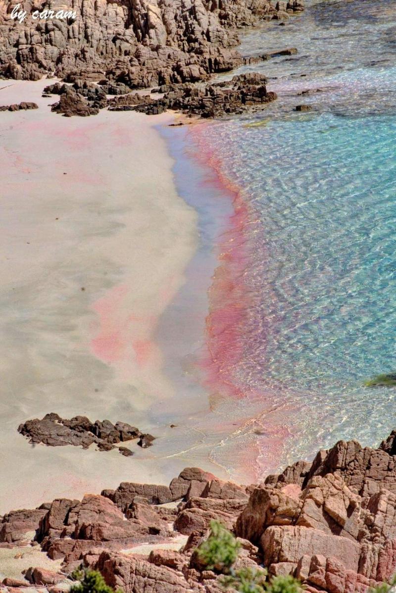 Isola di budelli, spiaggia rosa