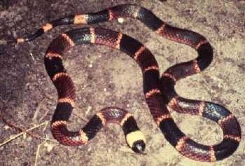 /* Coral snake */ /_ Micrurus fulvius _/