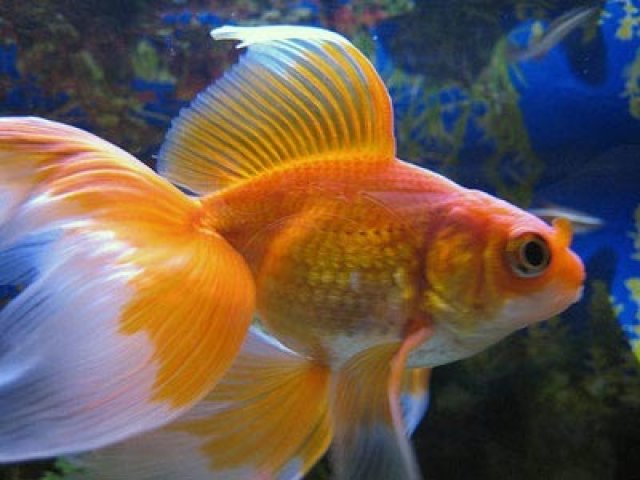 Goldfish with three tails