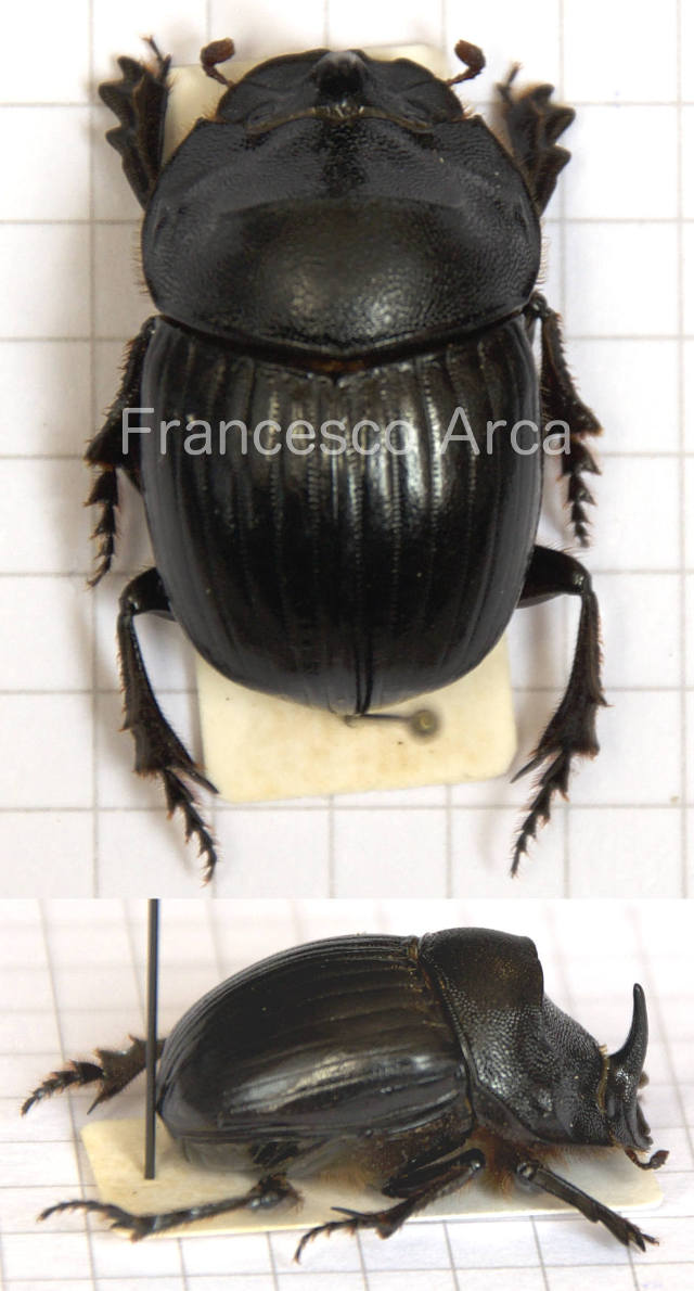 Sardinian Insects: Copris hispanus