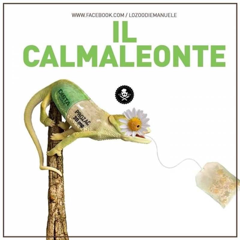 Il Calmaleonte