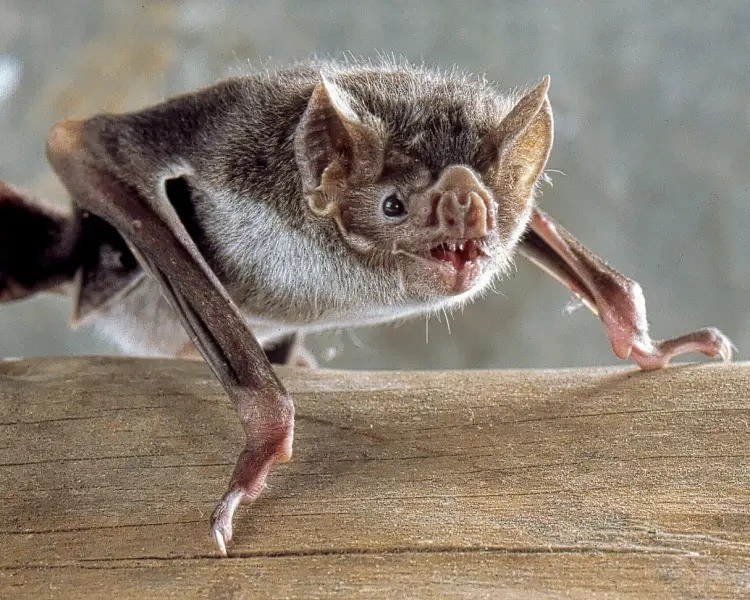 The most famous sucker, the common vampire bat (Desmodus rotundus), a small bat of the Phyllostomida