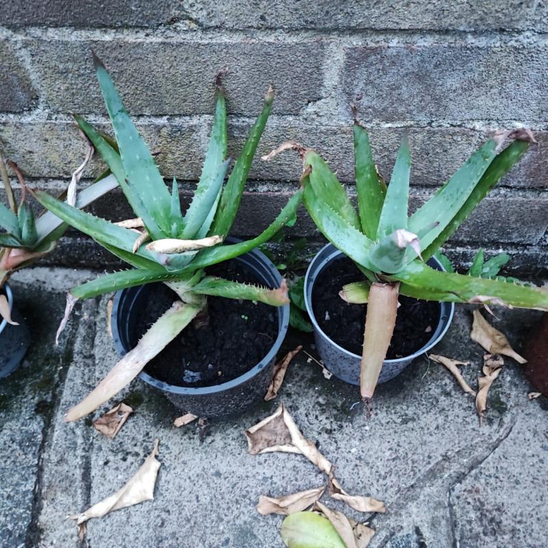 Aloe plants