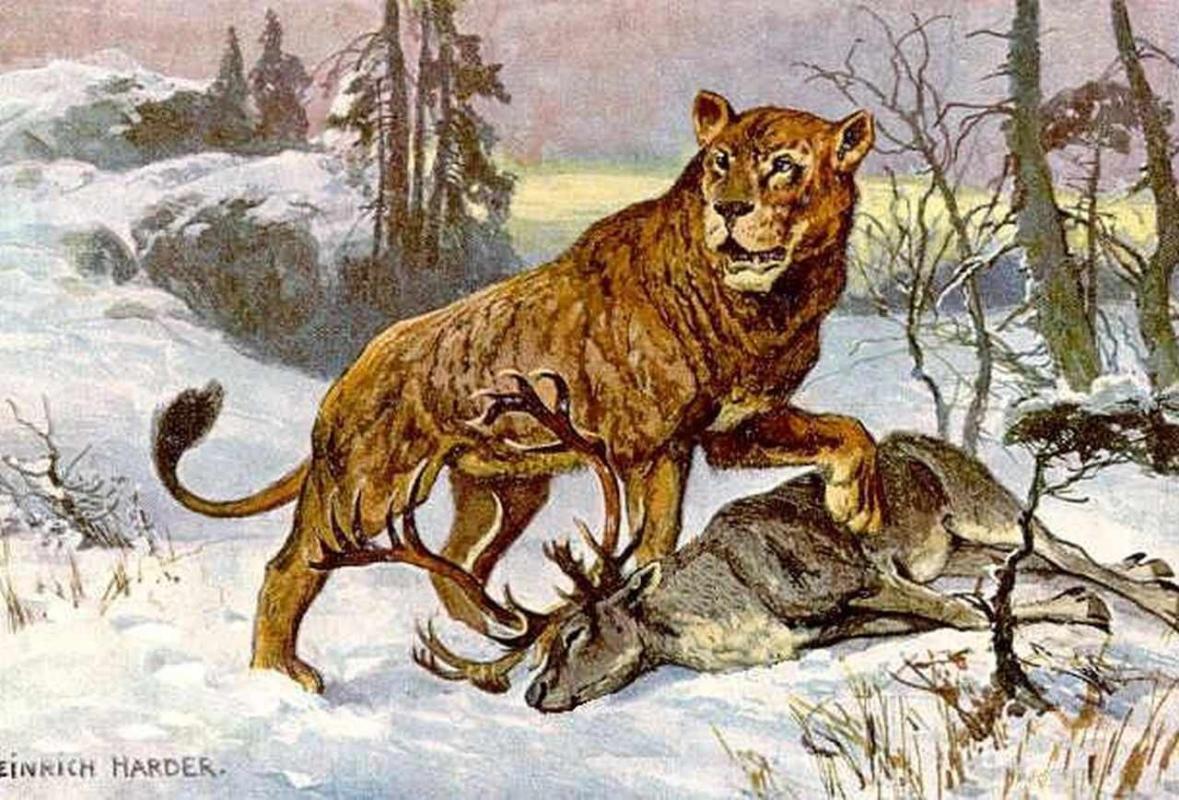 The Cave Lion, the size of a horse, populated the temperate areas of Europe and Asia and was a bitte