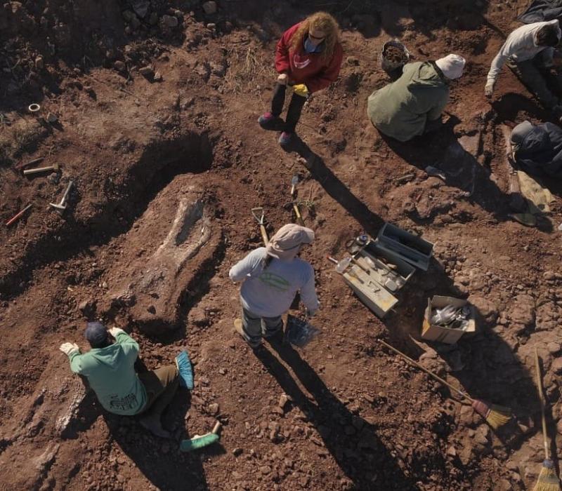 Dinosaurs in Argentine Patagonia