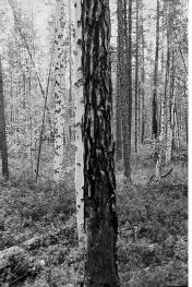 Tree at 40 mi, 1990