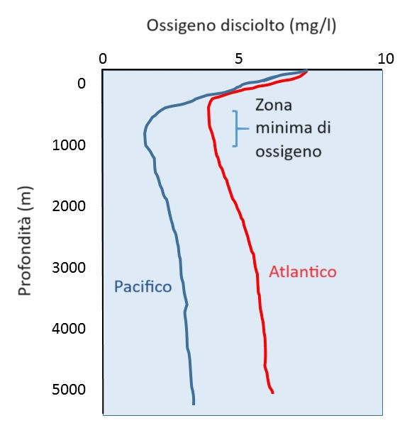 Variations in oxygen concentration with depth in the Pacific and Atlantic oceans.